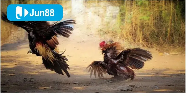 Đá Gà Cựa Sắt Jun88 – Sân Chơi Kịch Tính, Đặt Cược An Toàn Mỗi Ngày Tỷ lệ ăn được hiển thị minh bạch ngay trên bảng cược